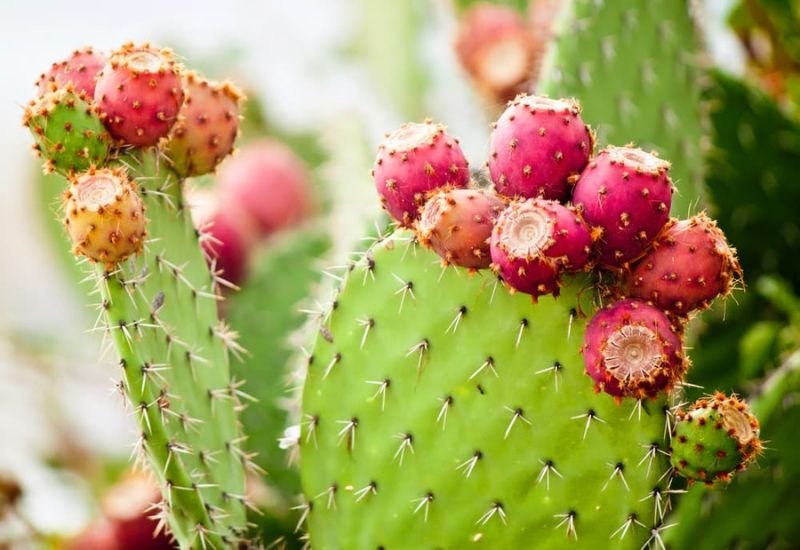 Antioxidantes-em-abundancia